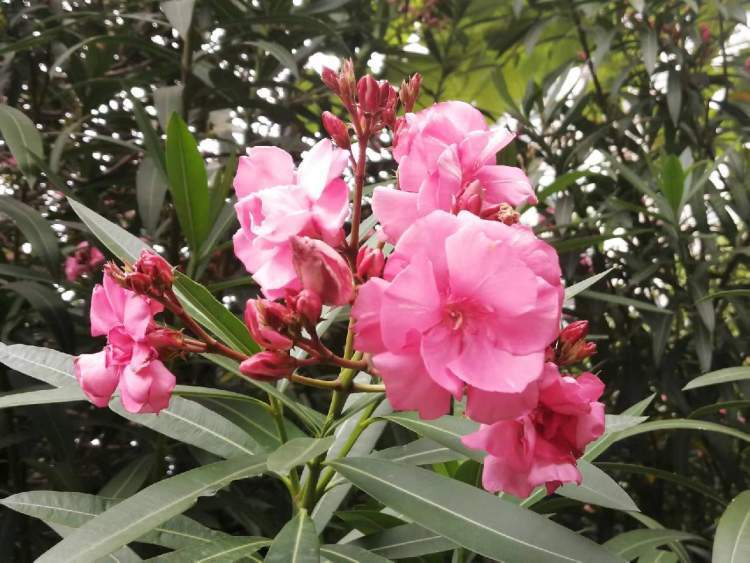 环保卫士夹竹桃