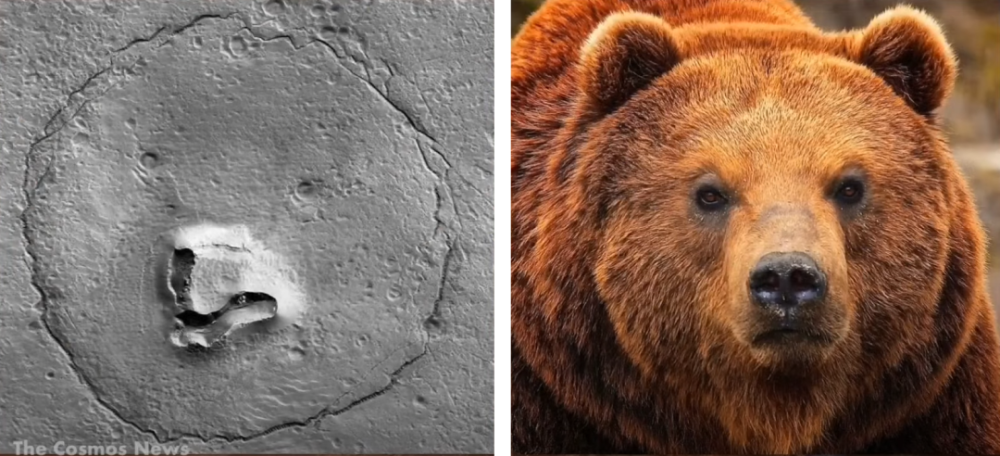 火星上居然拍到了"熊脸" &在看守所蹭饭的流浪小白狐,胖成了球【把