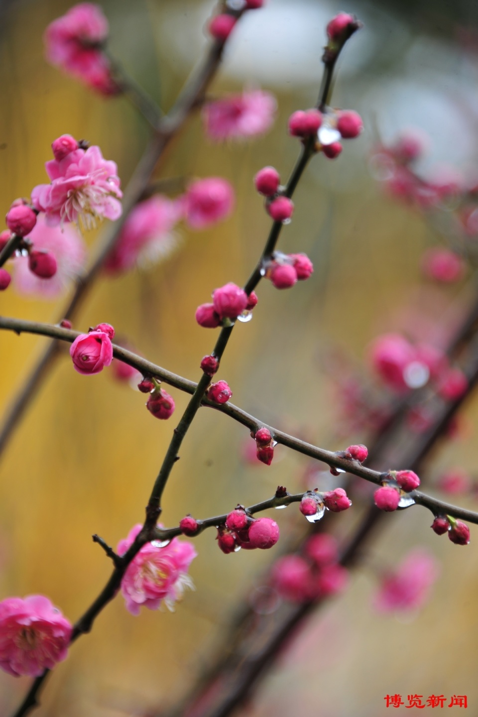 红梅花开图片大全图片