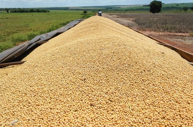 美国的大豆据说面临卖不出去的状况