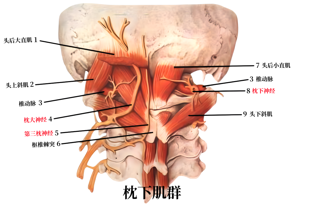 提醒:别盲目治疗,可以先排查您的"枕下肌群"