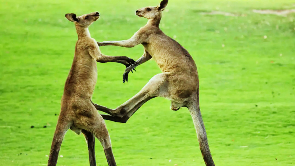 袋鼠因其独特的打架方式而被戏称为动物界的拳击手.
