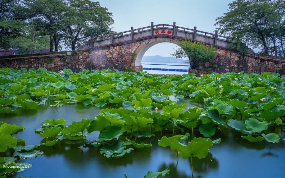 无锡太湖鼋头渚长春桥赏荷