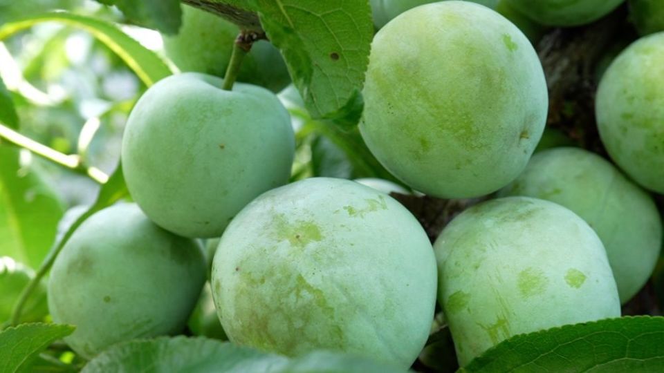 贵州沿河5.5万亩空心李迎来销售旺季