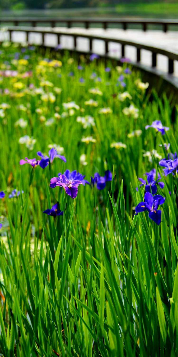 "听翠湖"畔鸢尾花