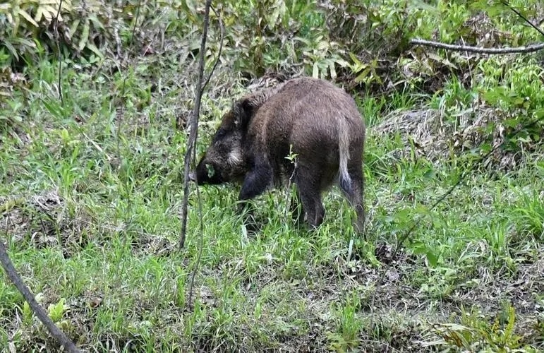 广东河源出现3头野猪,集体畅游万绿湖,网友:过年吃多了游泳健身_腾讯