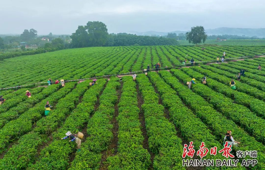 白沙早春茶採摘忙_騰訊新聞