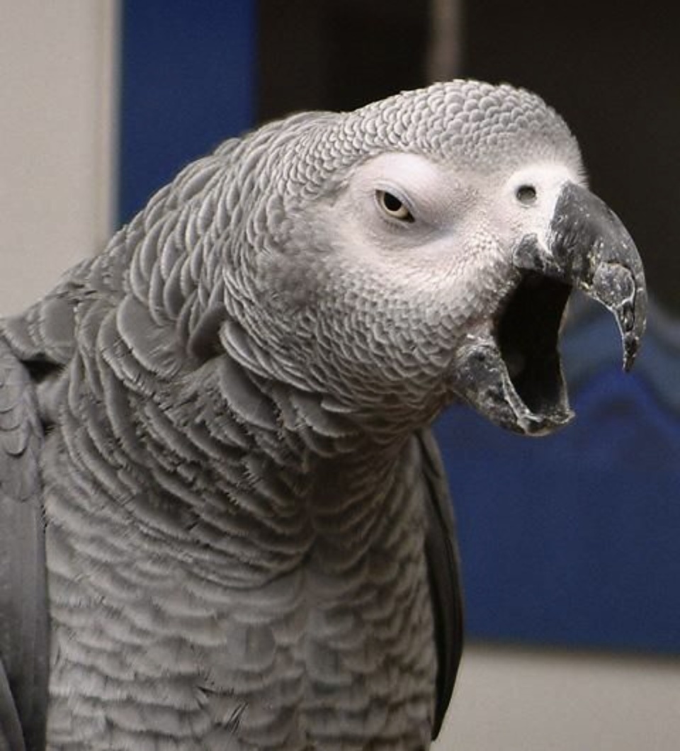 8只鹦鹉爱说脏话被安排与百只文明鹦鹉同住如何教会后者口吐芬芳