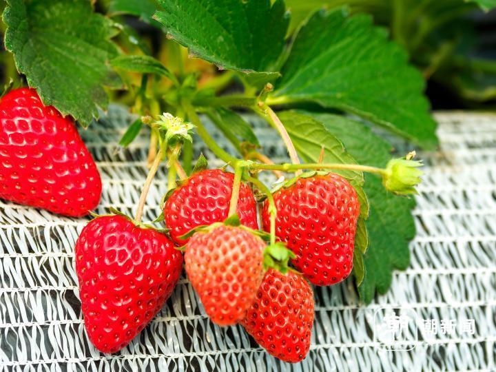近年来,建德草莓通过建德红建德白露等一次次新品种的突破,通过