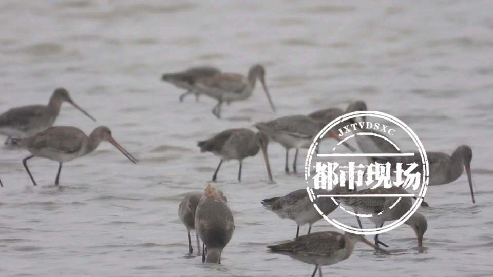 鄱阳湖迎来越冬候鸟迁徙高峰 数量近60余万只_腾讯新闻