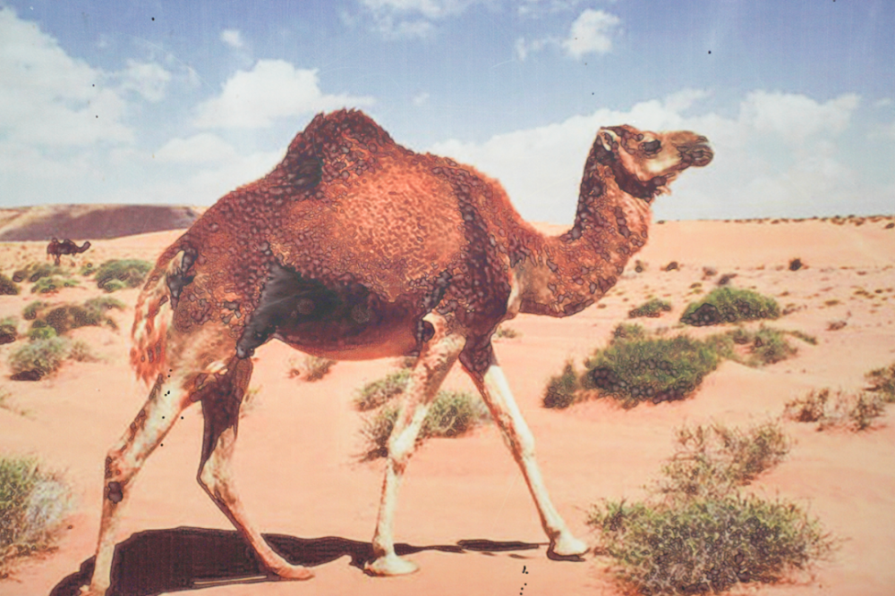 广东人在新疆阿克苏被扫盲,自然界最牛的动物竟然是骆驼!