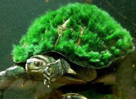 家庭生活的观赏动物,也是滋补佳肴,这种龟类,原产于湖北,也叫作蕲龟