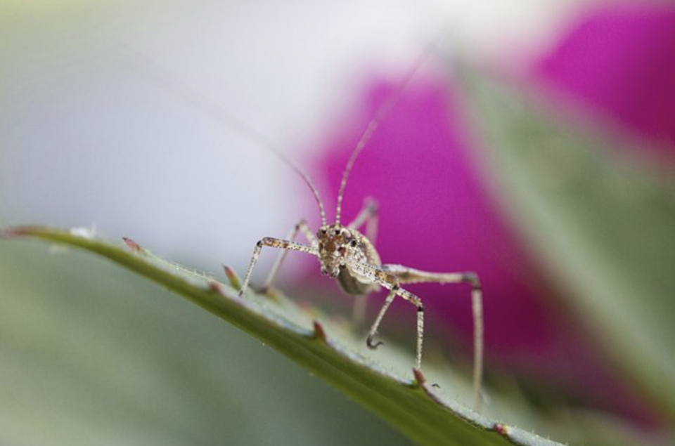 俄罗斯人发现了一种变异昆虫