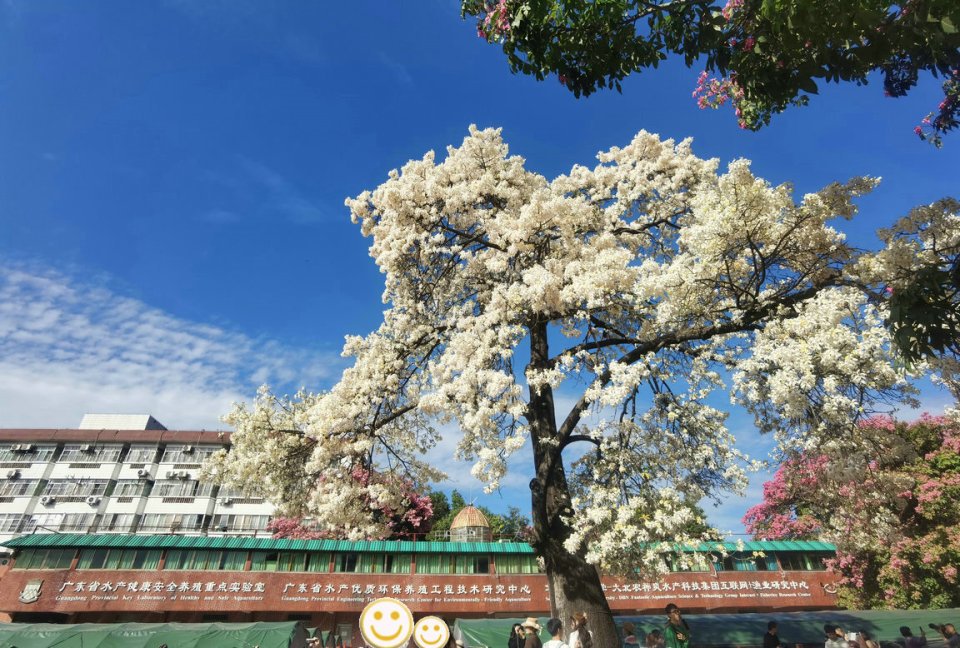 广州稀有的"白花异木棉"惊艳绽放,如霜雪满树,地铁直达0门票
