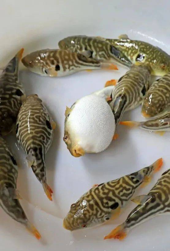 怎么吃河豚才能躲过一死