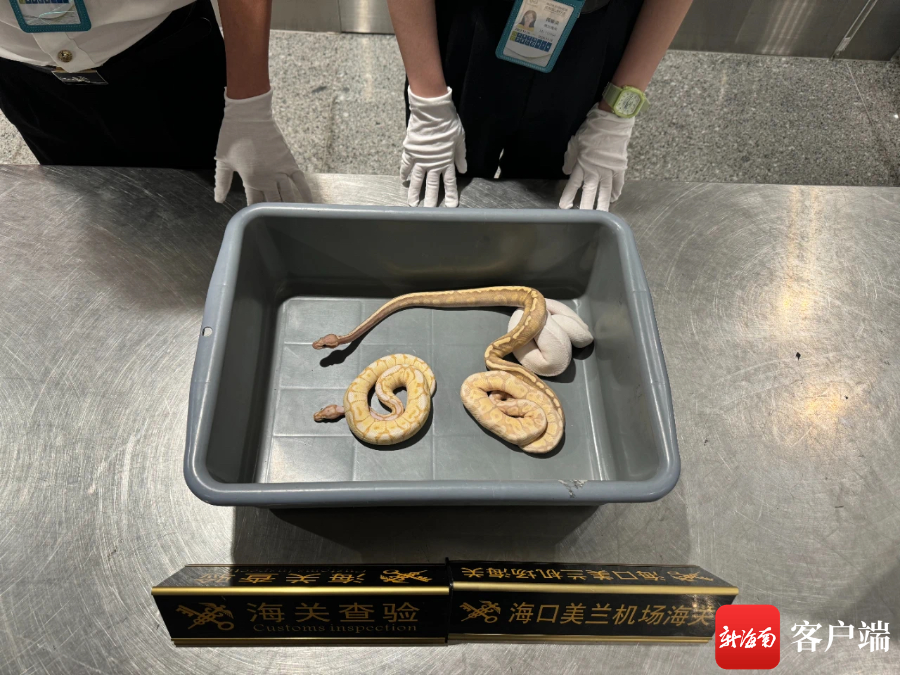 海口美兰机场海关查获4条活体蛇 经鉴定均为球蟒_腾讯新闻