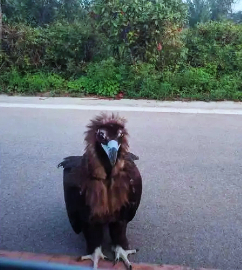 秃鹫的头为什么是秃的，为什么秃鹫的脑袋没有毛