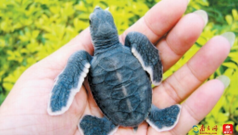 海龟也要洗澡?温度决定性别?到我国大陆海岸线上最后一张海龟"产床"大