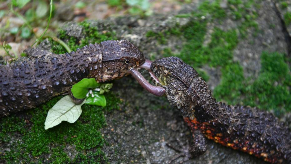 壁纸 动物 两栖 娃娃鱼 蜥 蜥蜴 蝾螈 鲵 931_526
