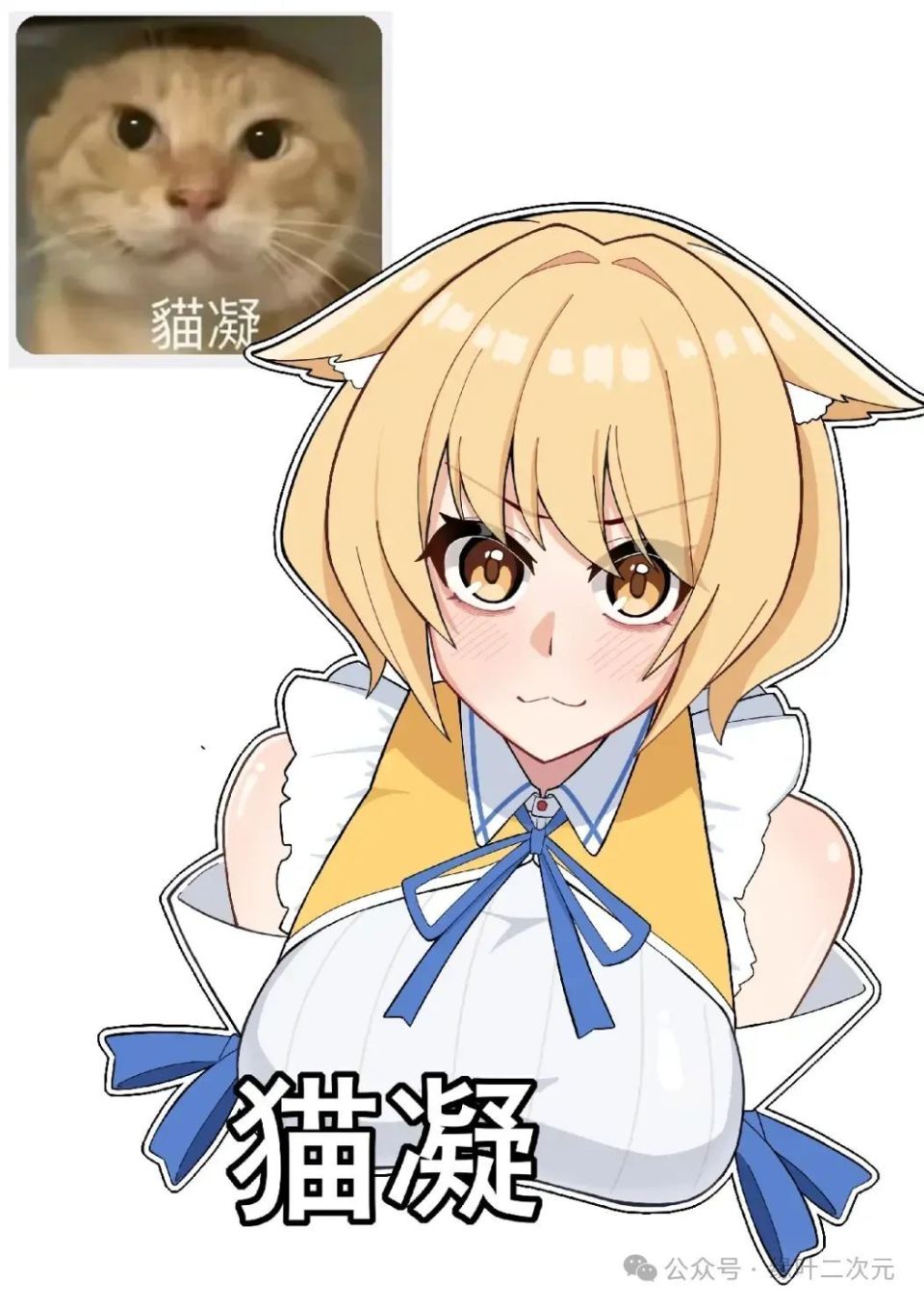 圆头耄耋娘化,小猫咪你的头怎么圆圆的