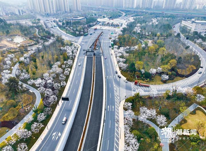 杭州"最美入城口" 樱花烂漫迎宾来