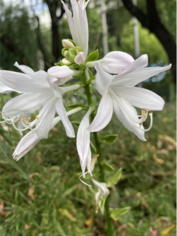 玉簪花开花色如玉