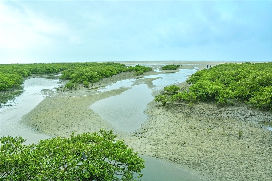 北海金海湾红树林景区图片