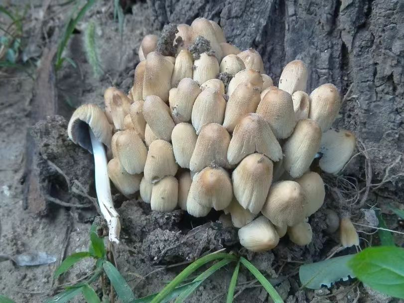 野生蘑菇中毒高发季勿采勿食要牢记