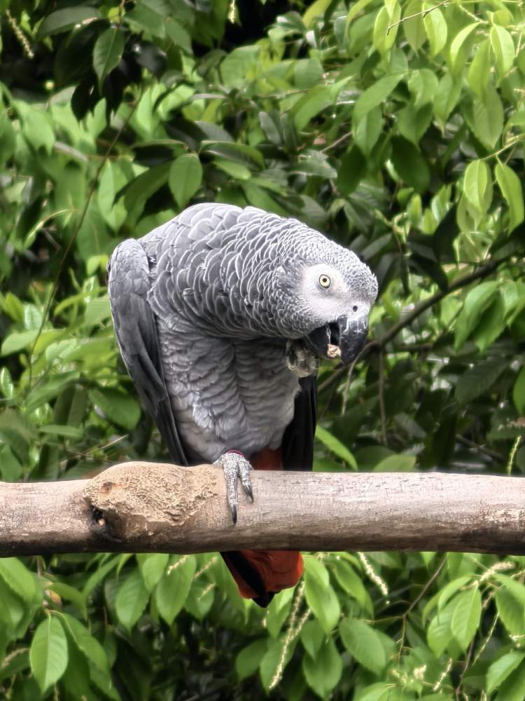 与野生萌宠动物的邂逅