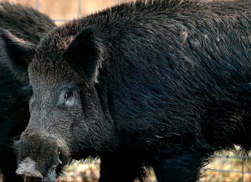 900万头野猪肆虐愁坏政府,无奈赏金猎杀,每只猪耳换106元