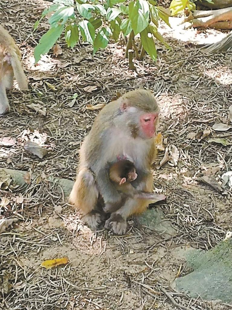 "猴赛雷"!内伶仃岛猕猴家族新添10只萌宝