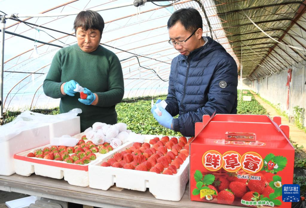 北京平谷:大棚草莓成熟上市