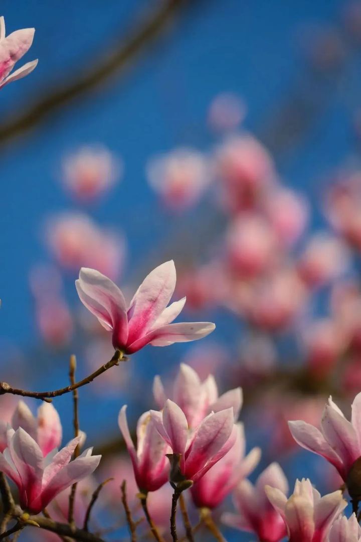 西湖的春天不能没有玉兰花,这几个打卡地你去了吗_腾讯新闻