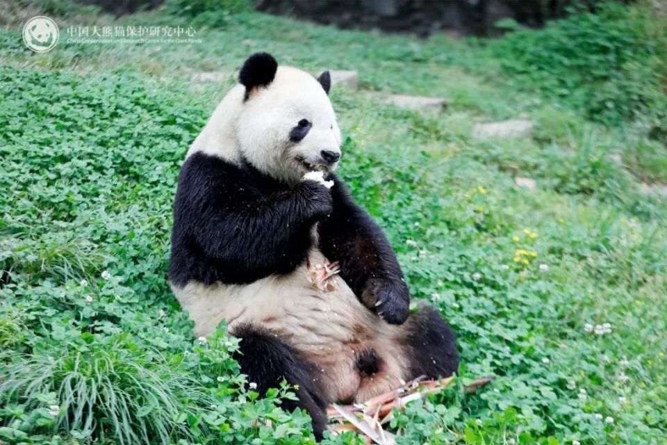 大熊猫保护研究中心:这是谣言!