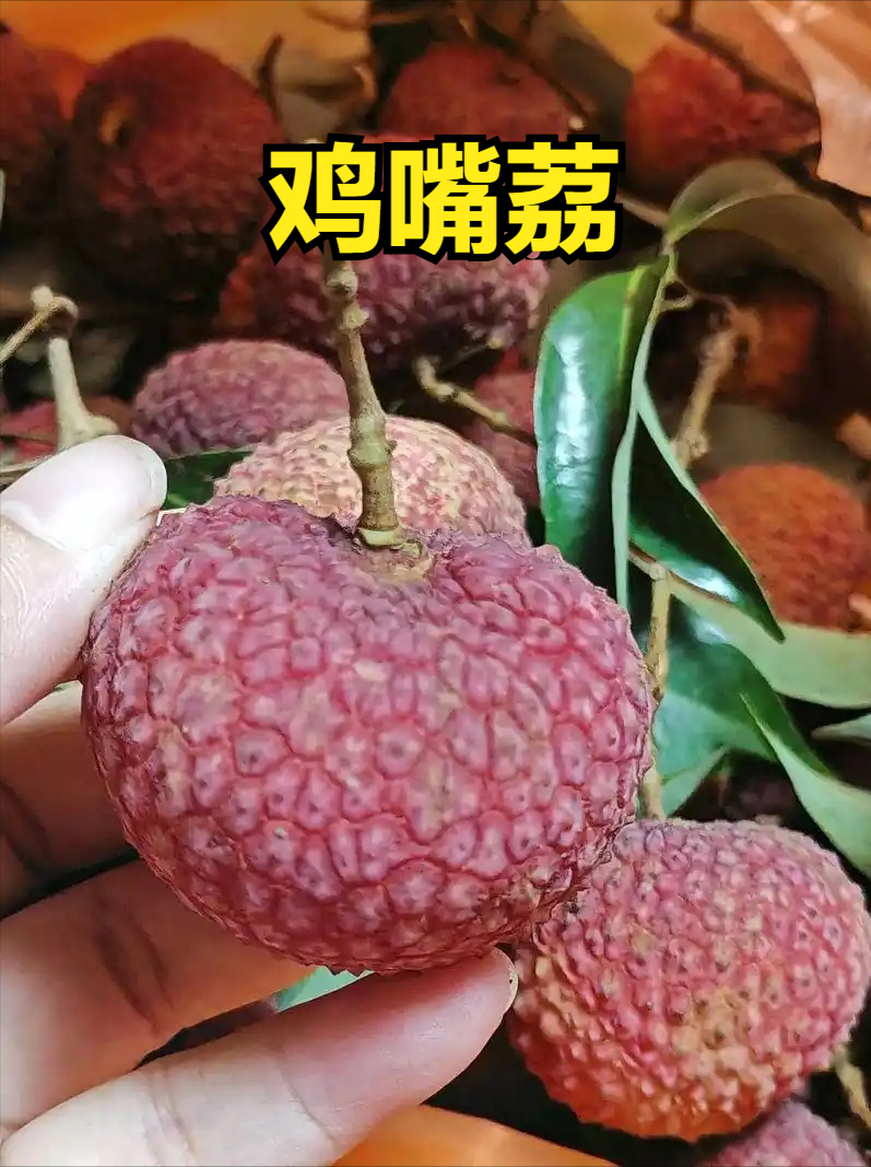 荔枝上市时间表收好！按时间买，从4月吃到7月，月月都有新鲜果_腾讯新闻