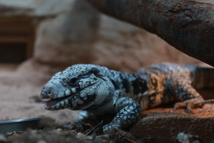 科莫多龙,猪婆龙,五爪金龙……你知道这些是什么动物吗?