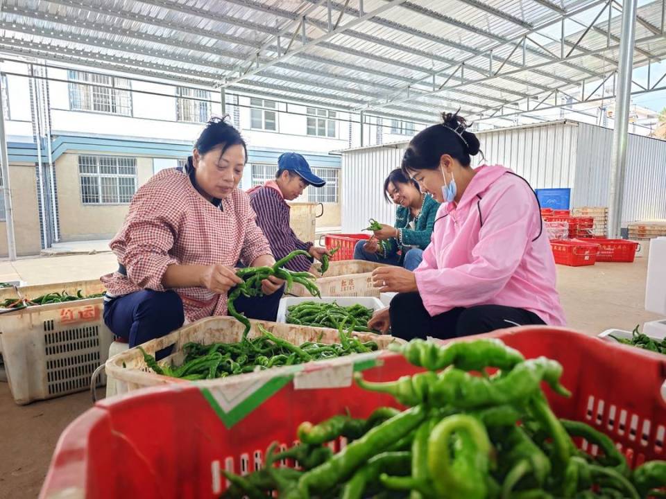 四川会东县首个移民蔬菜种植示范基地喜获丰收