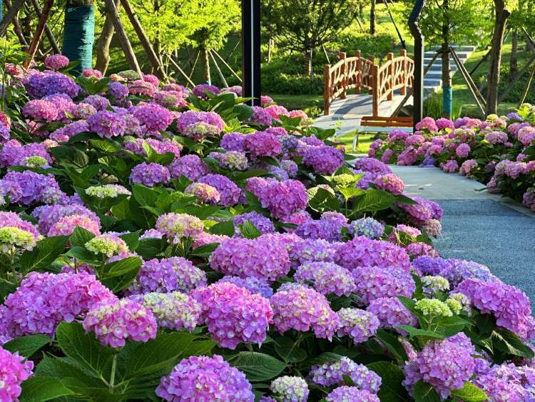 花团锦簇绣球花