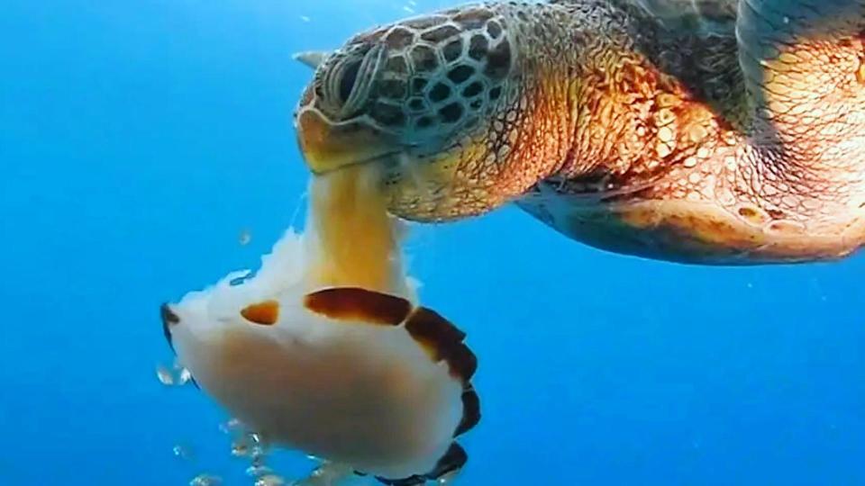 坦桑尼亚9人吃海龟肉中毒身亡,可能是哪种海龟?_腾讯新闻