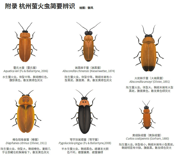 有人在西湖边看到萤火虫,杭州有几种萤火虫?哪些点位可以观测?