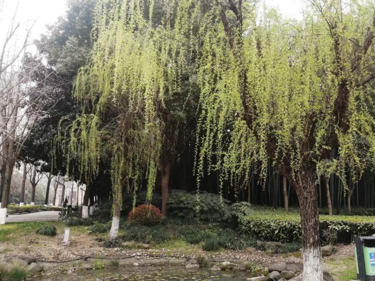 杨柳荡漾我的心