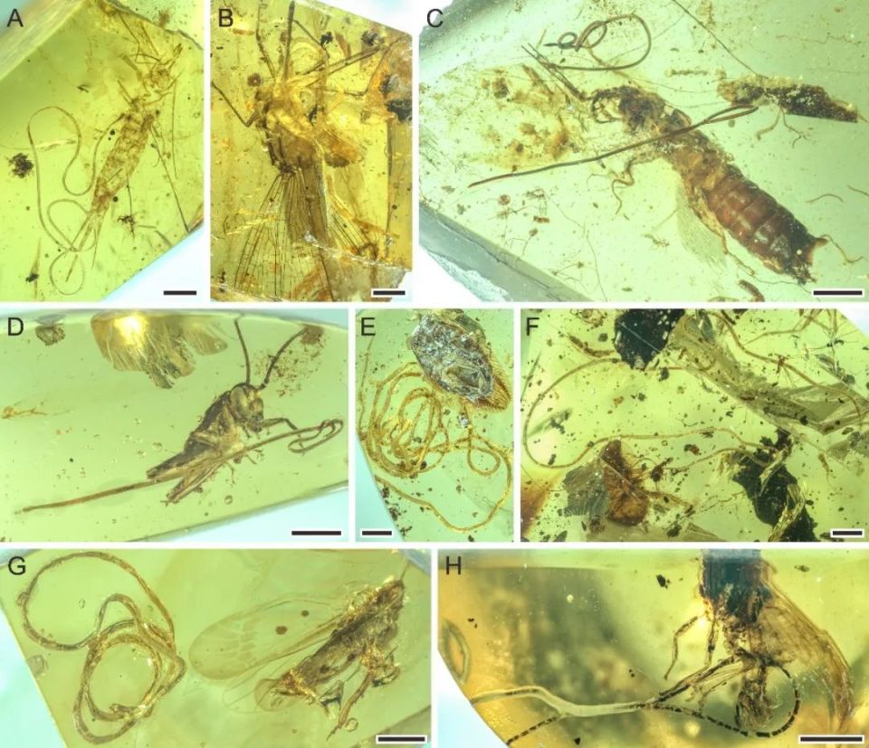 一亿年前的寄生虫,保存到现在是啥样?_腾讯新闻