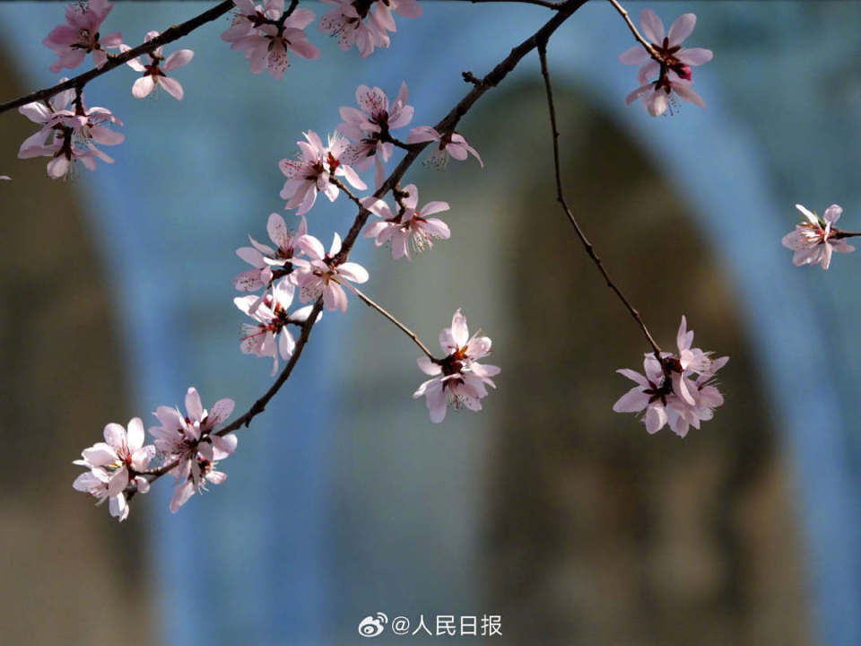 美桃花辉映颐和园十七孔桥