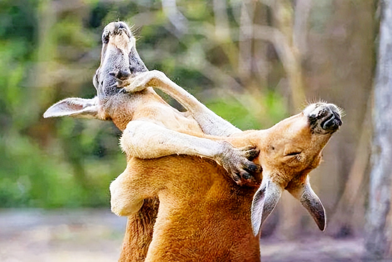 袋鼠因其独特的打架方式而被戏称为动物界的拳击手.