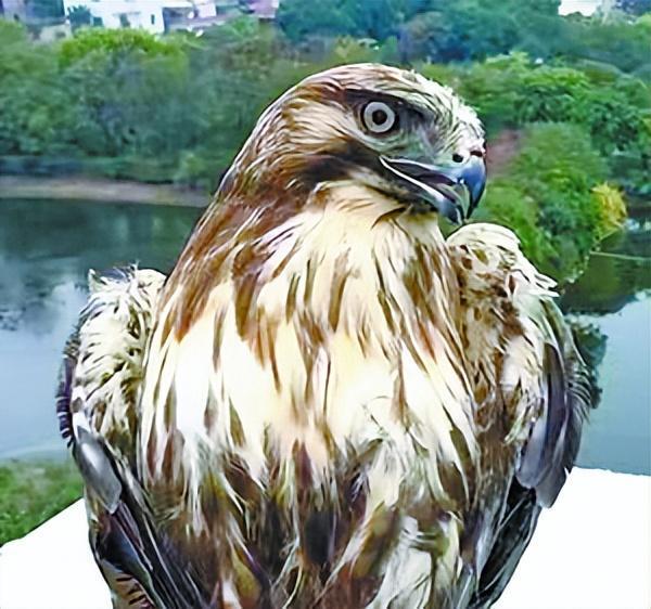 普通鵟近日,位于禾山社区的一家商贸公司,来了一位霸气的"不速之客".