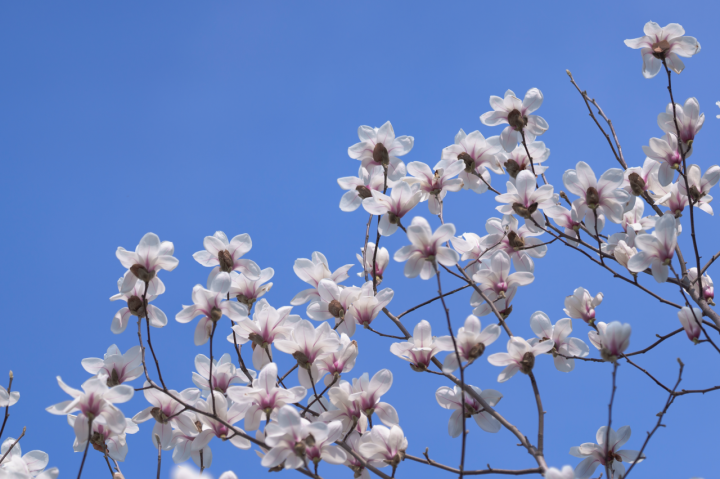 不用人挤人,杭州这里的玉兰花也很好看!