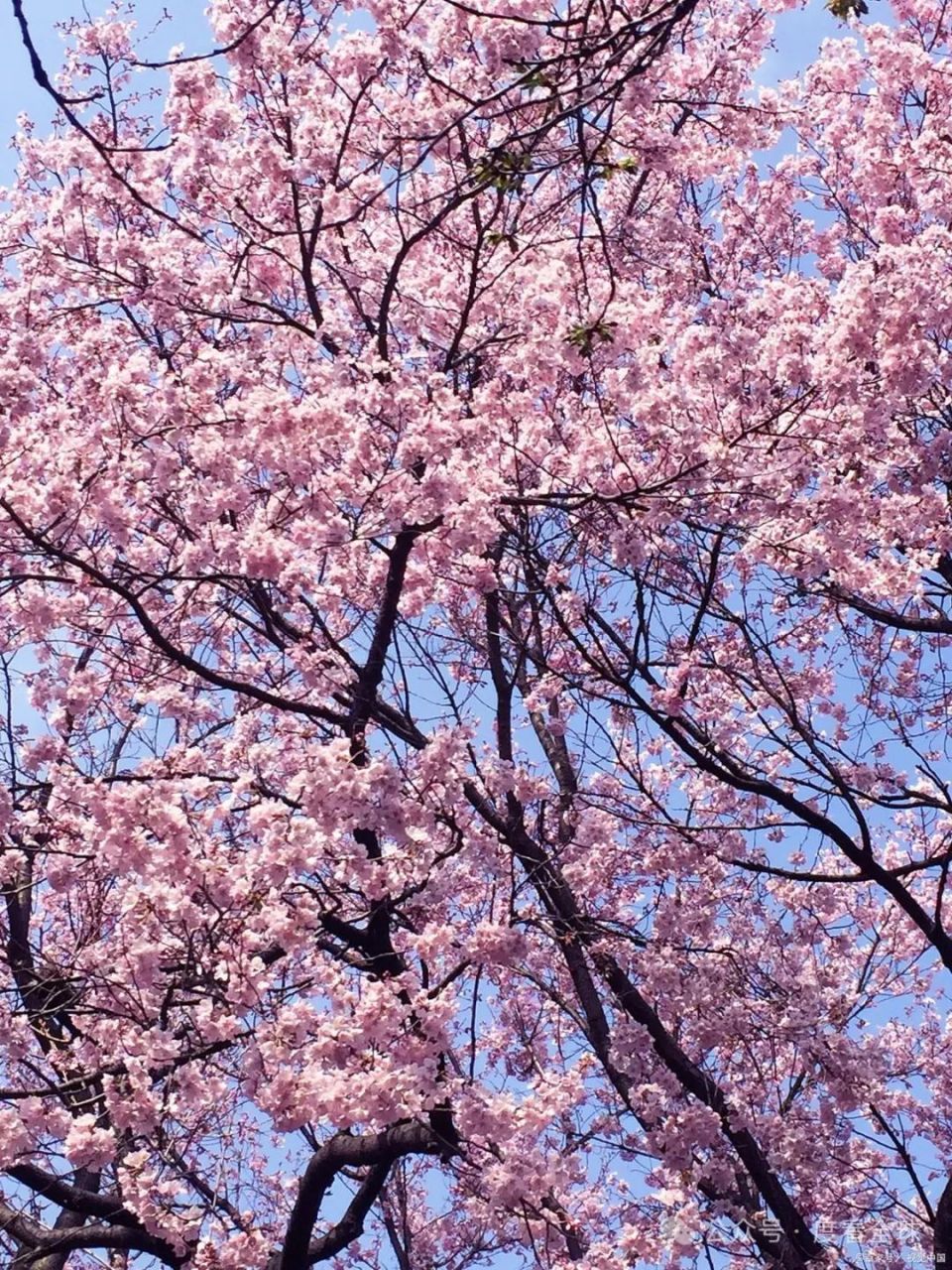 冬日里的粉色浪漫,圆通山樱花等你来撩!