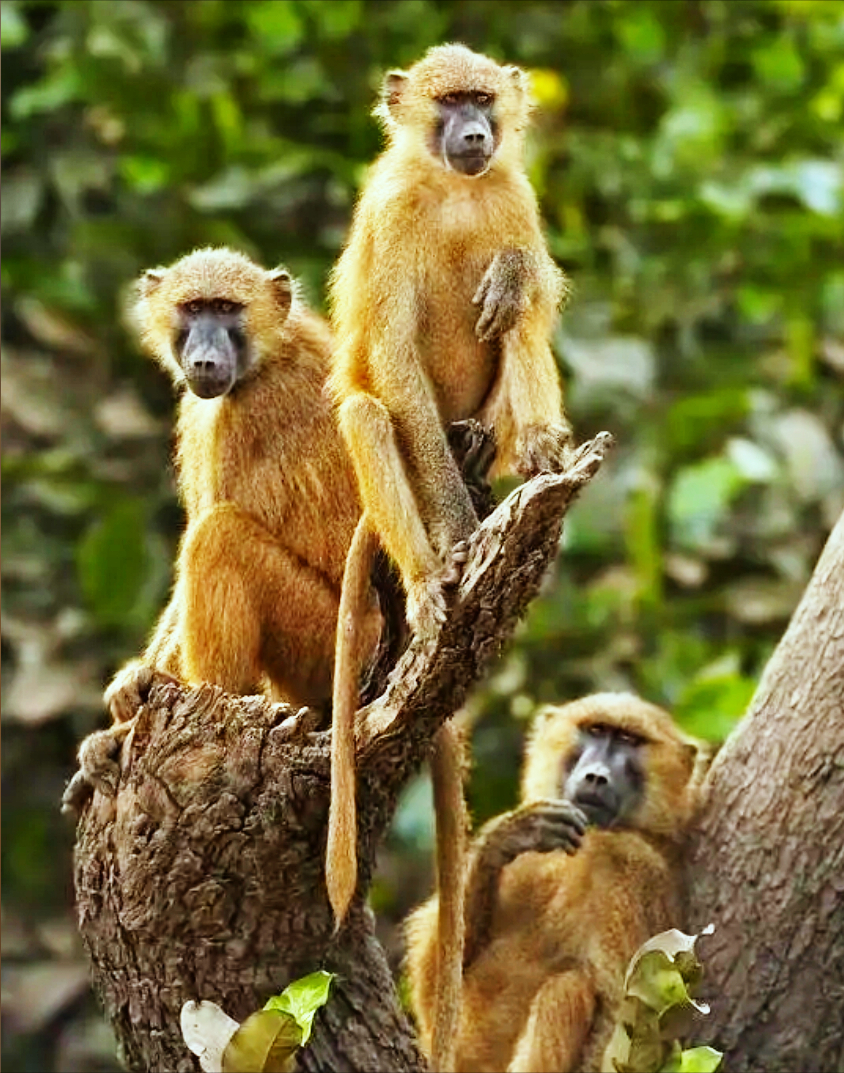 德国一动物园宣称要扑杀园中近一半的狒狒,是哪种狒狒?竟是近危物种