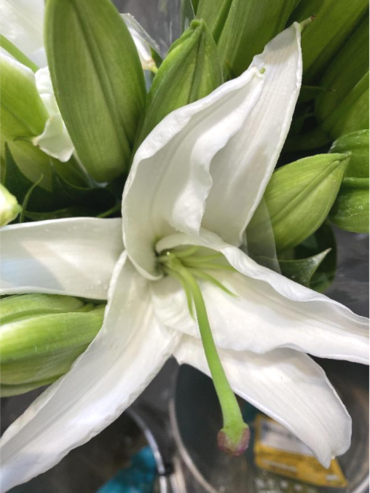 白色百合花冰清玉洁