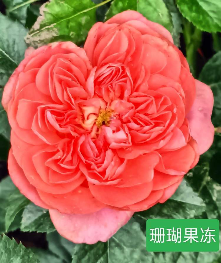 月季花盛开在古旧的铁轨边